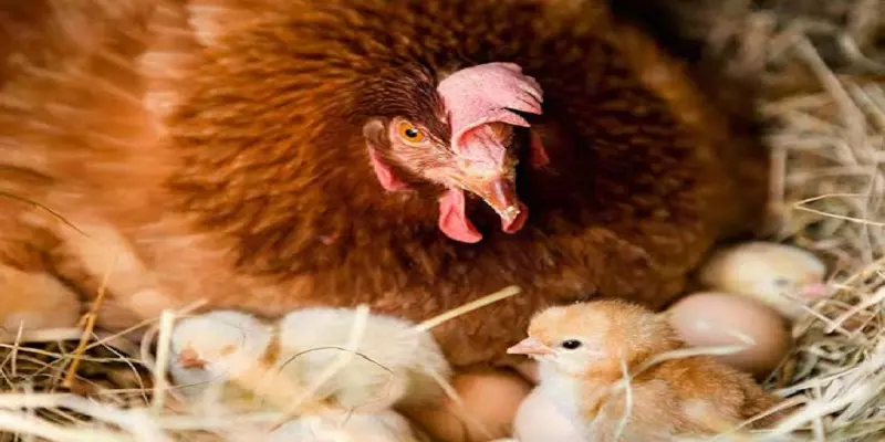 Tác động của việc gà mẹ ăn trứng gà con