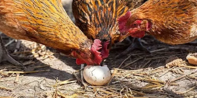 Biện pháp ngăn ngừa gà mẹ ăn trứng gà con
