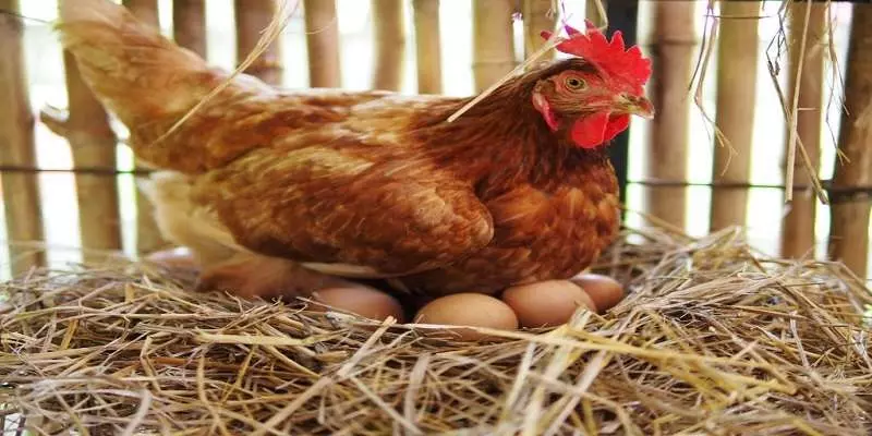 Cách chăm sóc gà mẹ sau khi ăn trứng gà con